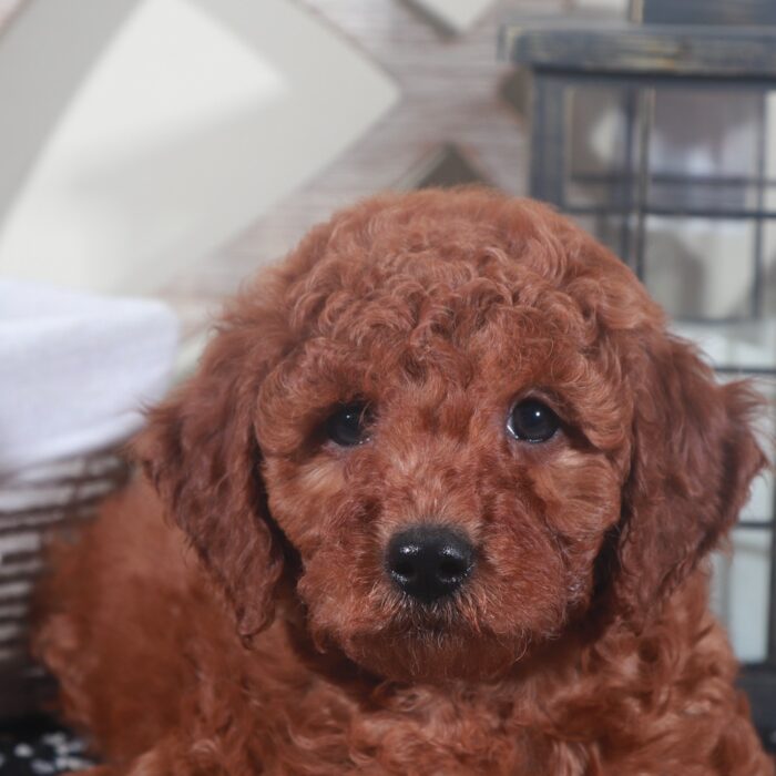 Thor- Stunning Red F1B Male Mini Goldendoodle Puppy - Image 4