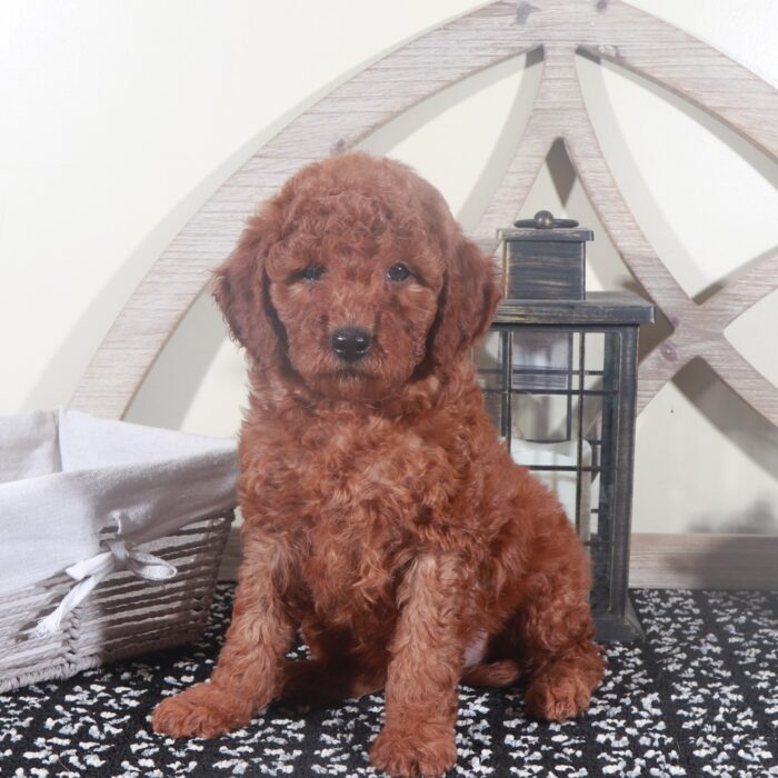 Thor- Stunning Red F1B Male Mini Goldendoodle Puppy - Image 5