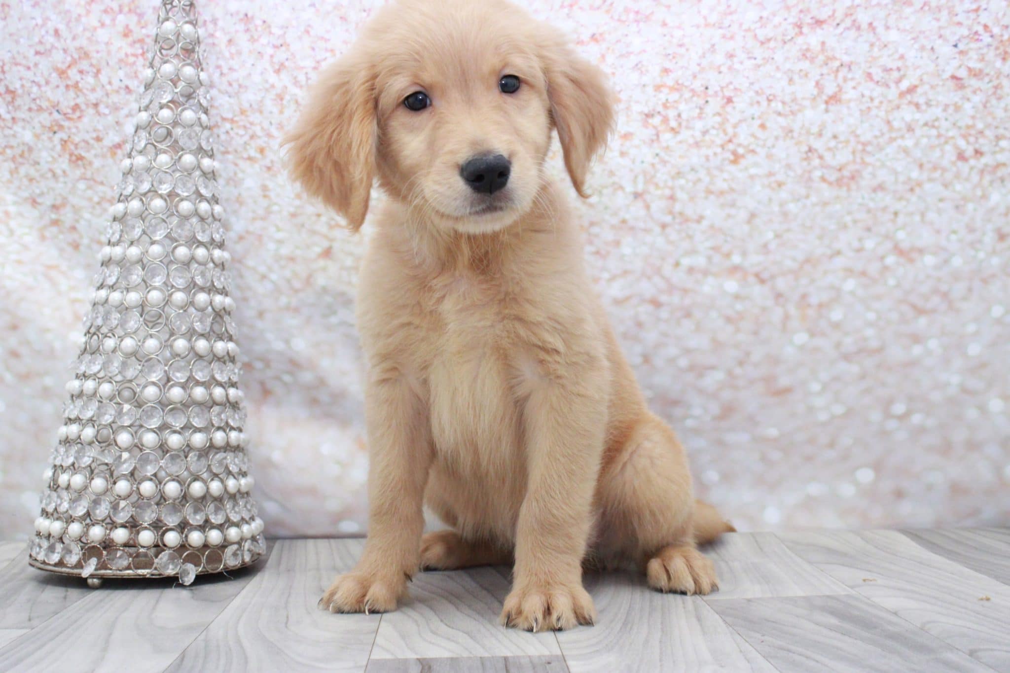 Thrasher- Spunky AKC Male Golden Retriever Puppy - Image 3
