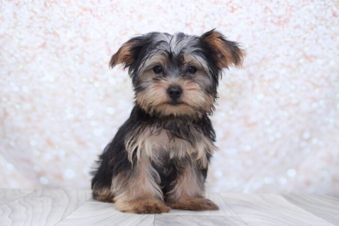 Thunder- Spunky AKC Male Yorkie Puppy