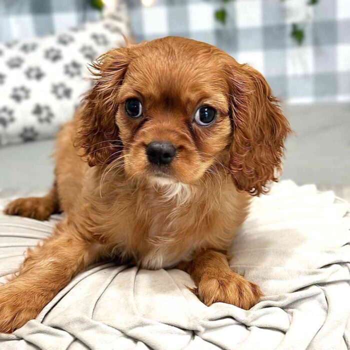 Tiana - Loyal Cavalier King Charles Spaniel Puppy for Sale in Georgia