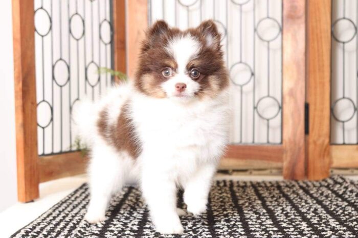 Timber - Rowdy Little ACA Male Pomeranian Puppy