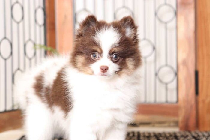 Timber - Rowdy Little ACA Male Pomeranian Puppy - Image 2