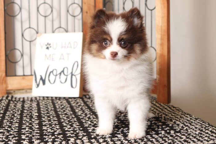 Timber - Rowdy Little ACA Male Pomeranian Puppy - Image 3