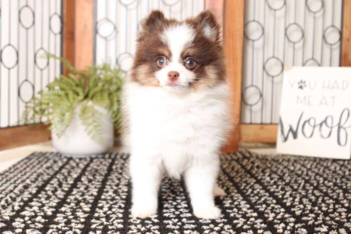 Timber - Rowdy Little ACA Male Pomeranian Puppy - Image 4