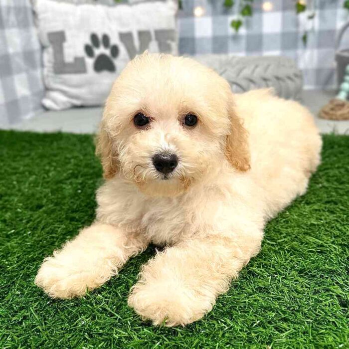 Timothy - Smart Poochon Puppy for Sale in Georgia