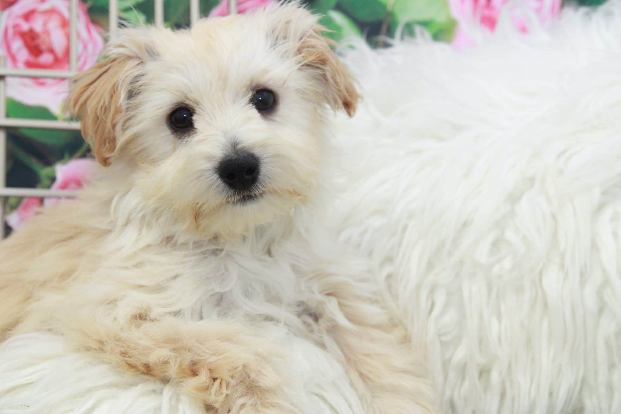 Tinker- Gorgeous Female Westiepoo Puppy - Image 2