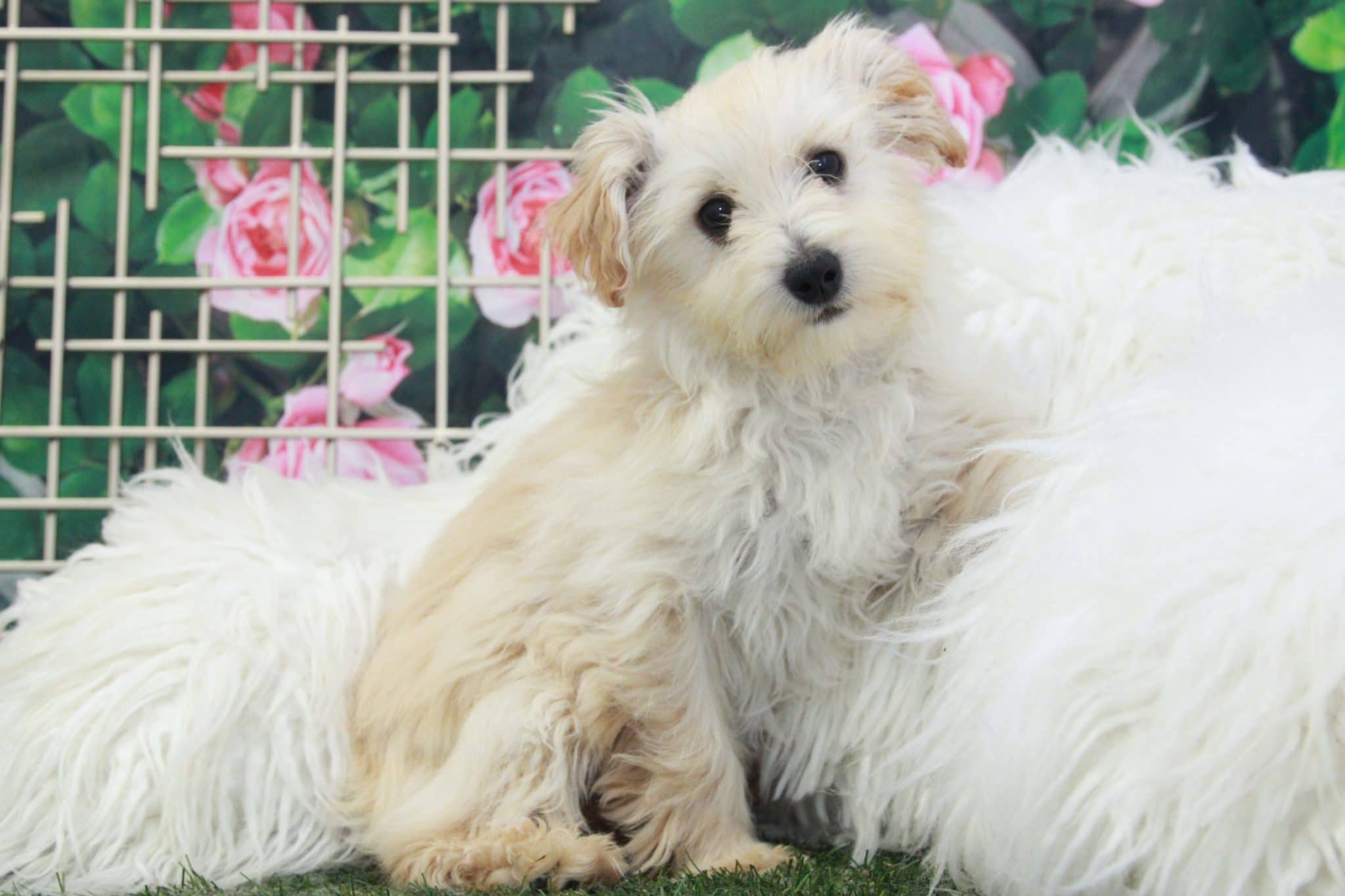 Tinker- Gorgeous Female Westiepoo Puppy