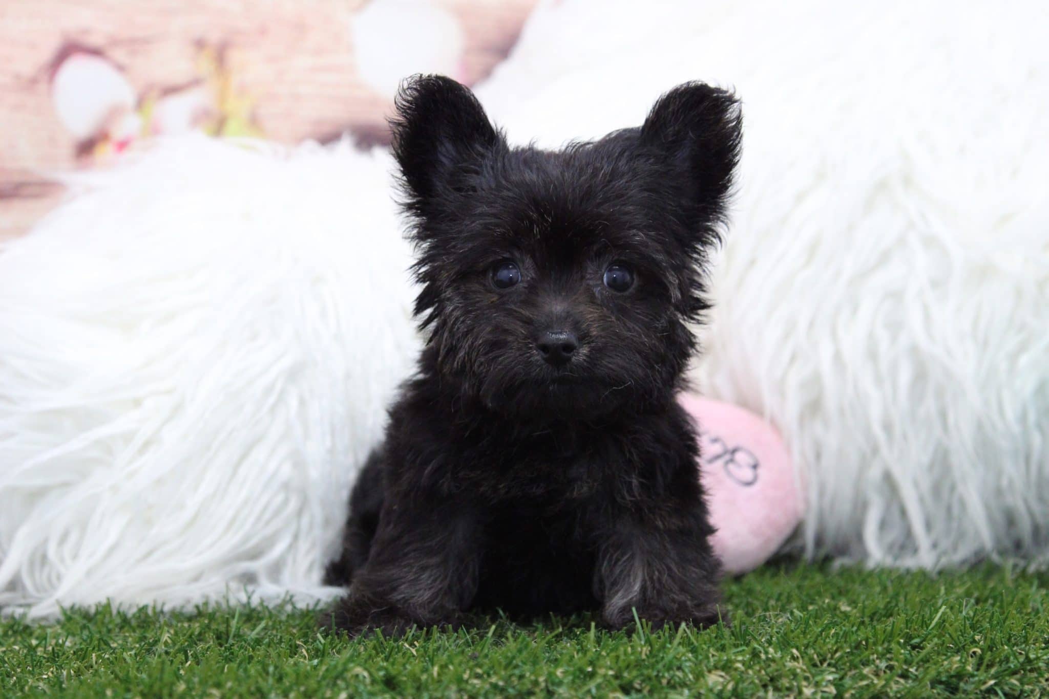 Little puppies sales online