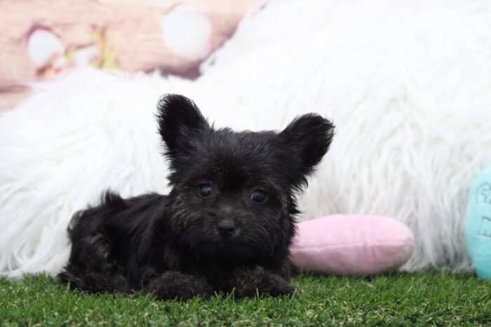 Tinkerbell-  Loving female Maltipoo Puppy - Image 4