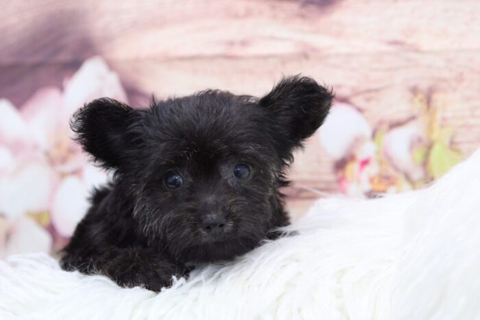 Tinkerbell-  Loving female Maltipoo Puppy - Image 3