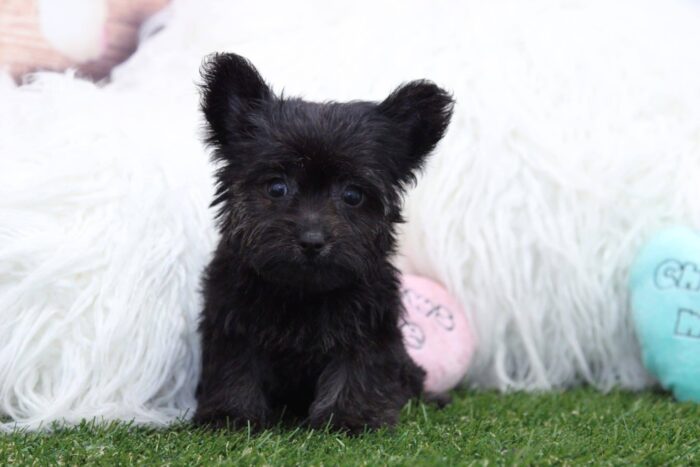 Tinkerbell-  Loving female Maltipoo Puppy - Image 2