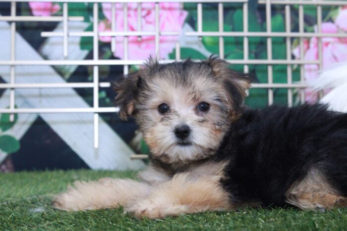 Tippy - Sweet Tiny Female Yorkie-Poo Puppy - Image 3