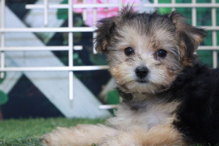 Tippy - Sweet Tiny Female Yorkie-Poo Puppy