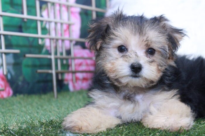 Tippy - Sweet Tiny Female Yorkie-Poo Puppy - Image 4