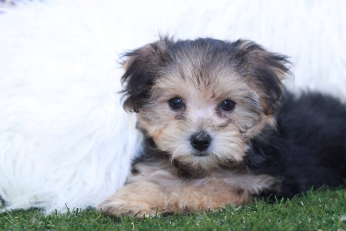 Tippy - Sweet Tiny Female Yorkie-Poo Puppy - Image 2