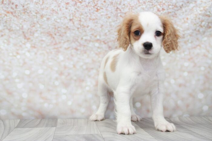 Toby - Happiest Male Cavapoo Puppy - Image 3