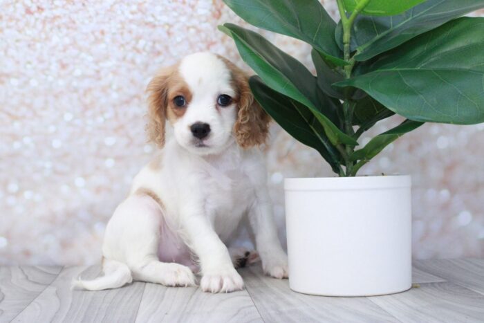 Toby - Happiest Male Cavapoo Puppy - Image 2