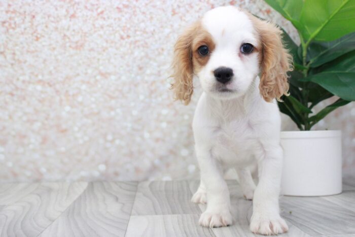 Toby - Happiest Male Cavapoo Puppy