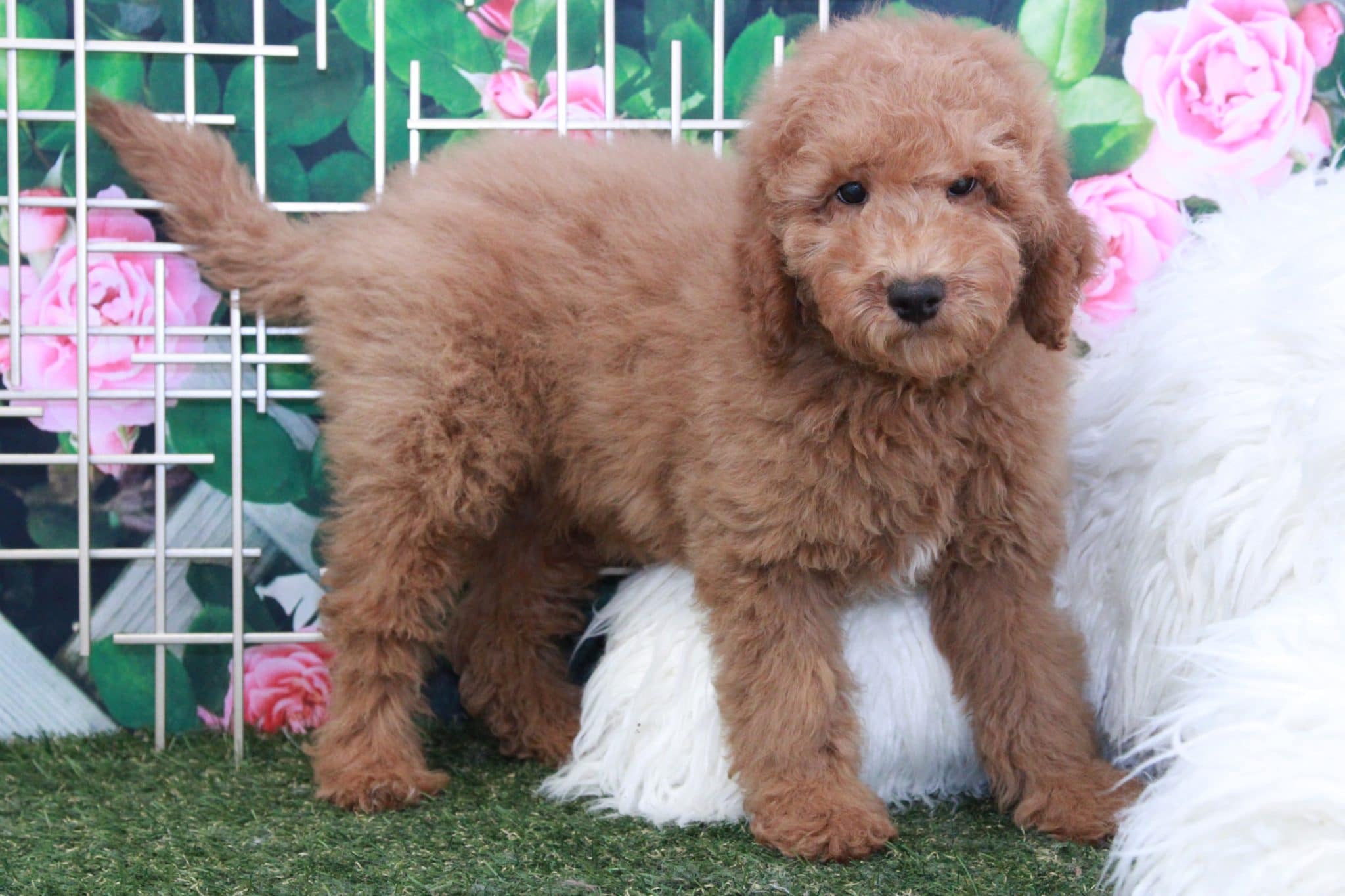 Tom - Handsome Male Mini Goldendoodle Puppy