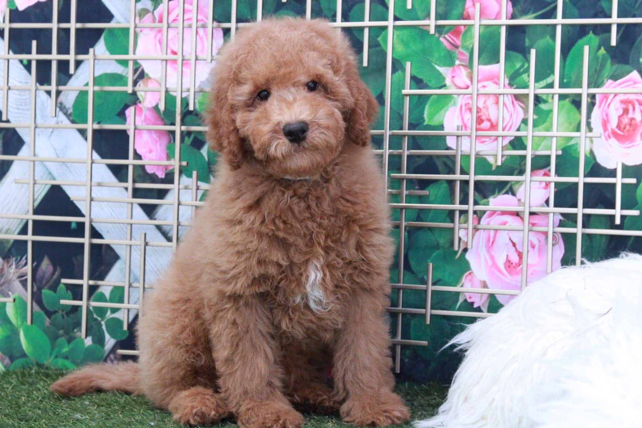 Tom - Handsome Male Mini Goldendoodle Puppy - Image 3