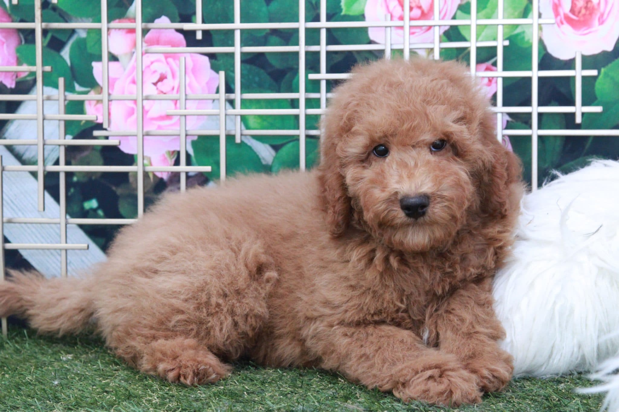 Tom - Handsome Male Mini Goldendoodle Puppy - Image 4
