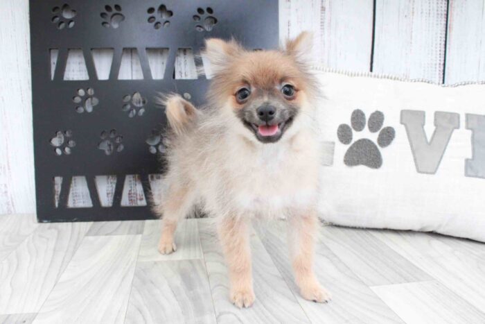 Tommy- Obedient Little Teacup Male Pomeranian Puppy