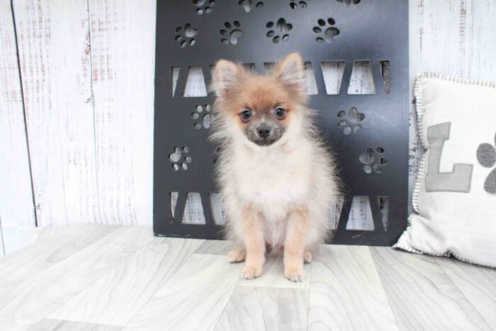 Tommy- Obedient Little Teacup Male Pomeranian Puppy - Image 2