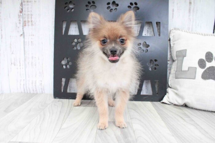 Tommy- Obedient Little Teacup Male Pomeranian Puppy - Image 3