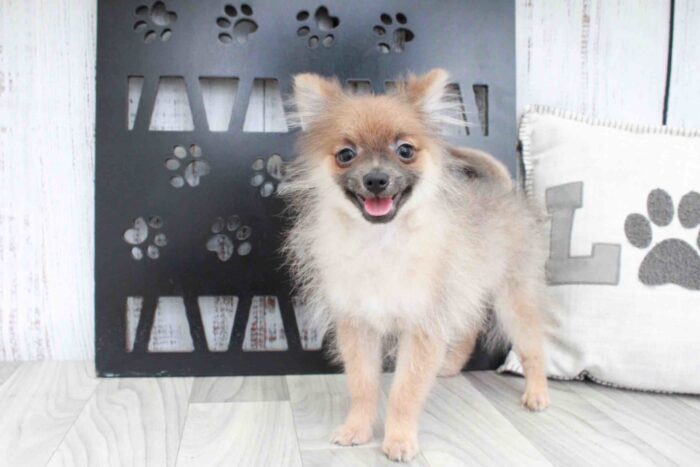 Tommy- Obedient Little Teacup Male Pomeranian Puppy - Image 4