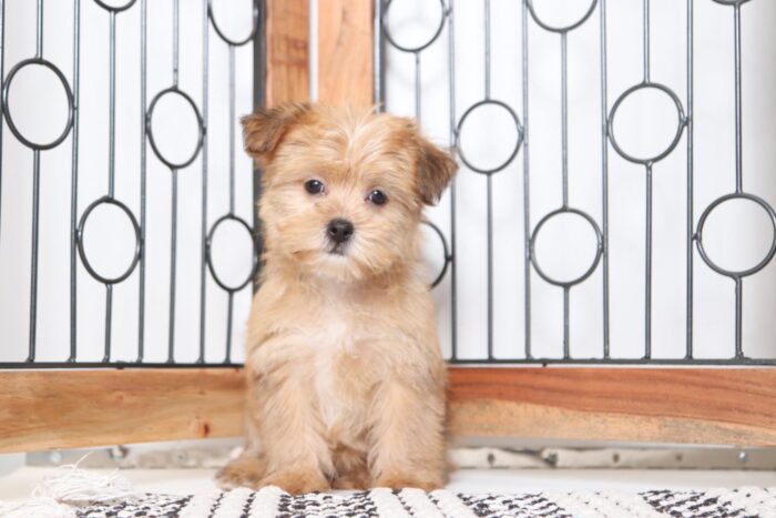 Topanga - Sweet Little ICA Female Shorkie Puppy