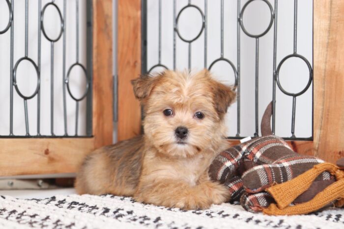 Topanga - Sweet Little ICA Female Shorkie Puppy - Image 2