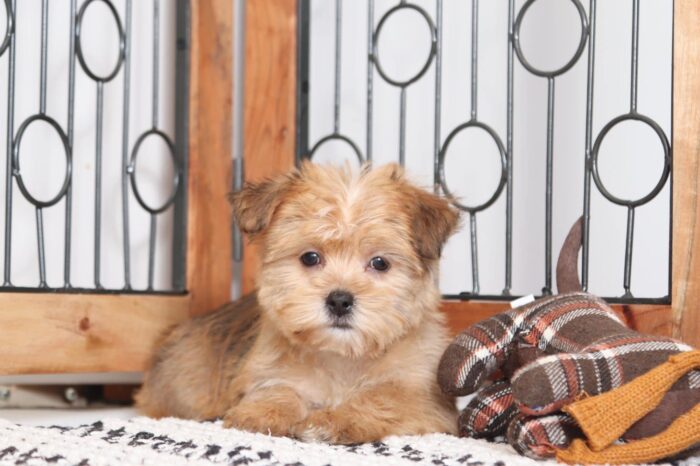 Topanga - Sweet Little ICA Female Shorkie Puppy - Image 3