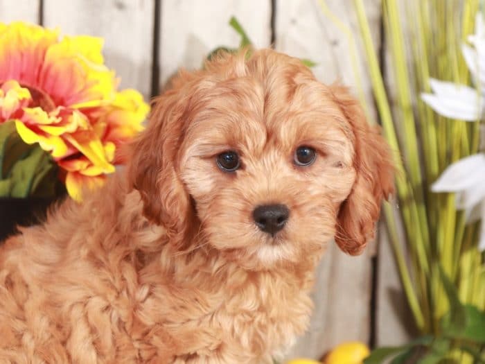 Toto - Cuddly Little Male Teddy Bear Puppy