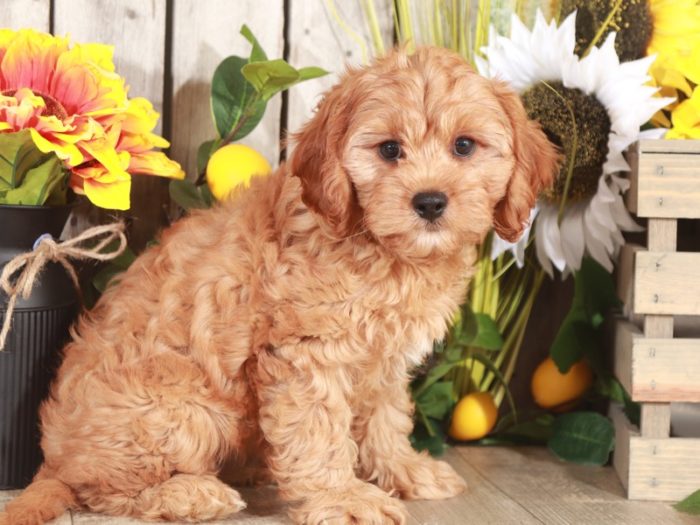 Toto - Cuddly Little Male Teddy Bear Puppy - Image 2