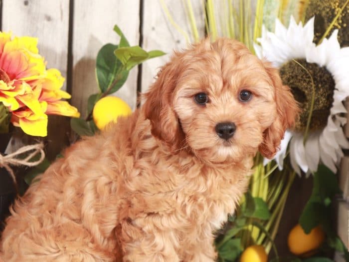 Toto - Cuddly Little Male Teddy Bear Puppy - Image 3
