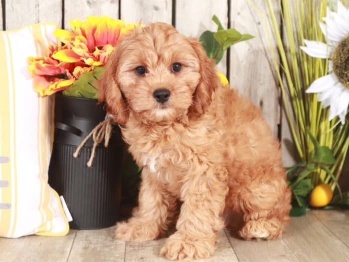 Toto - Cuddly Little Male Teddy Bear Puppy - Image 4