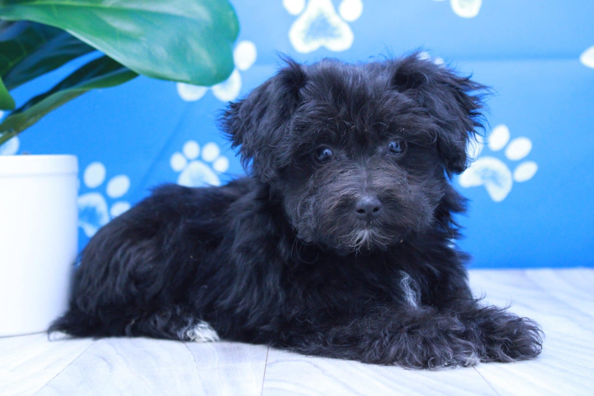 Tracks- Curious Little Male Maltipoo Puppy - Image 2