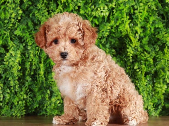 Tracks - Dashing Poodle - Image 2