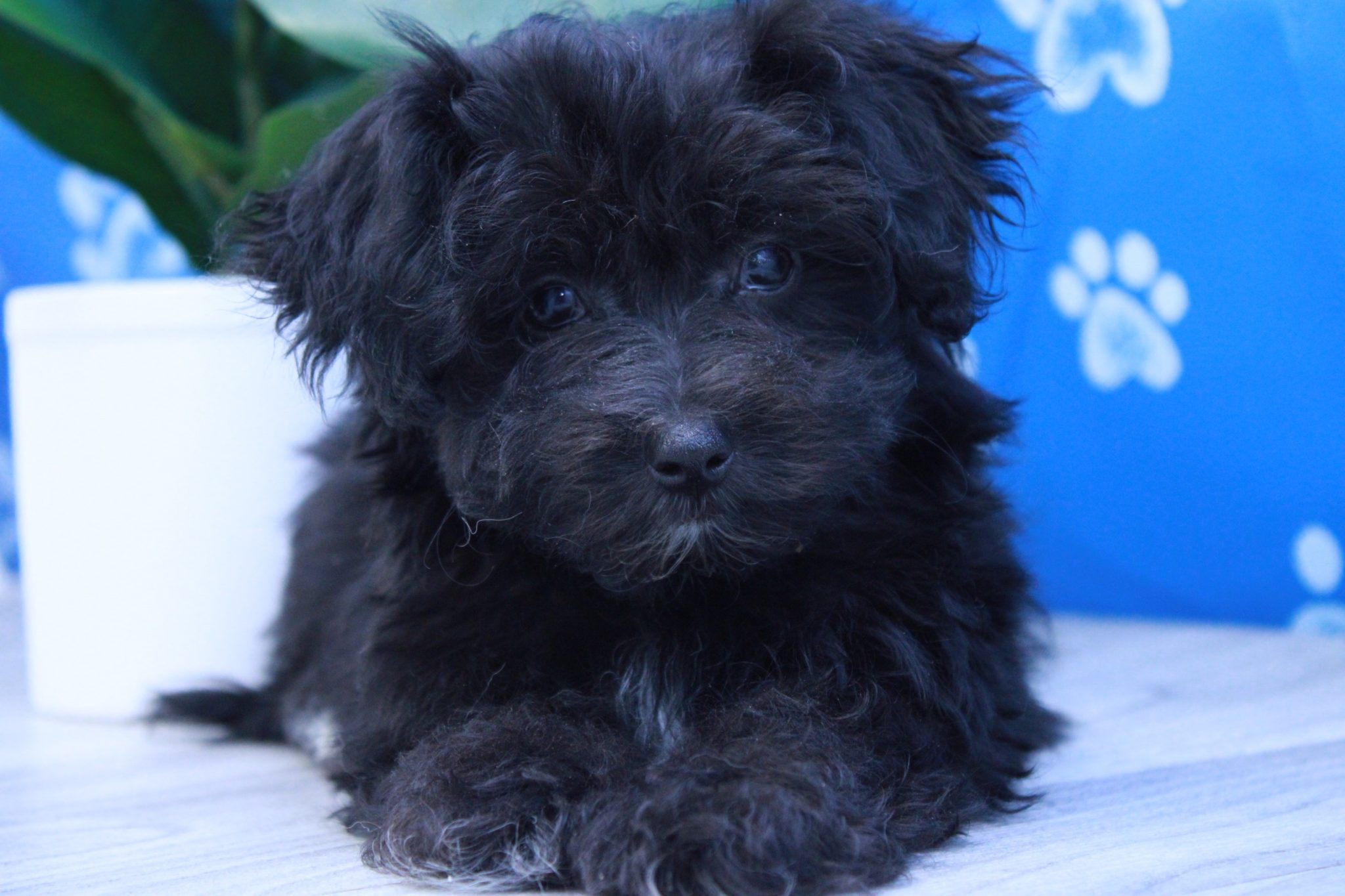 Tracks- Curious Little Male Maltipoo Puppy