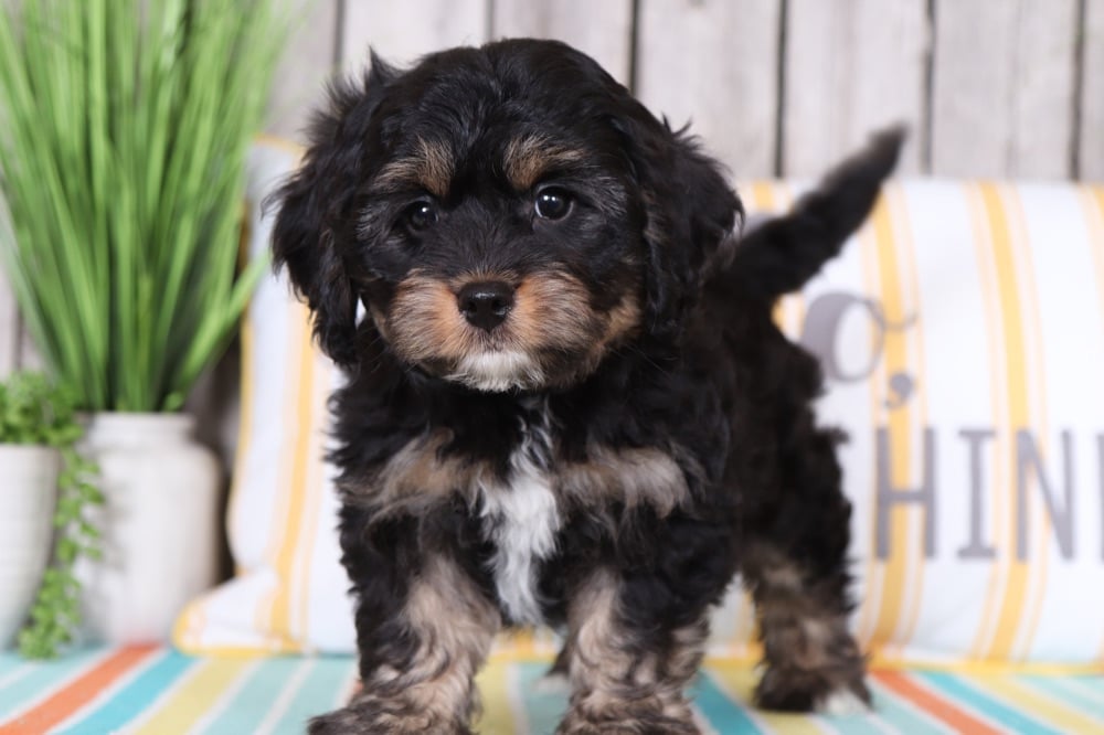 Tracks - Cool Cavapoo