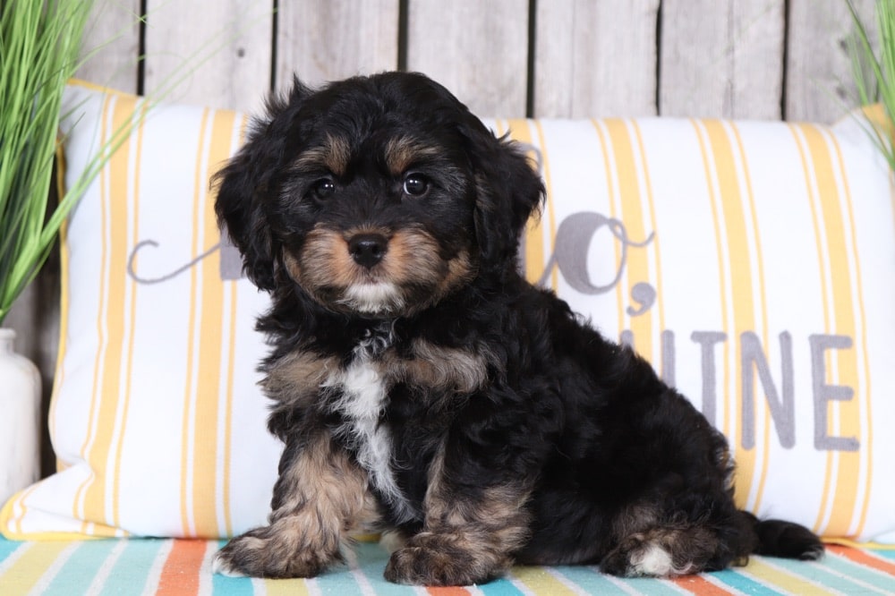 Tracks - Cool Cavapoo - Image 2