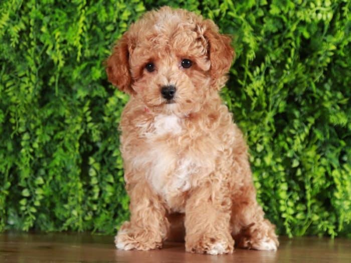 Tracks - Dashing Poodle