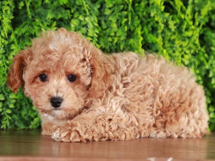 Tracks - Dashing Poodle - Image 3