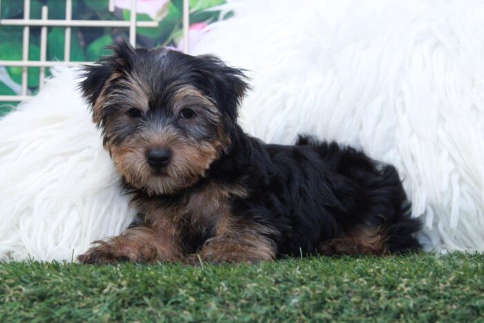 Travis - Good Looking Male Yochon Puppy - Image 2