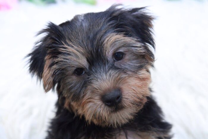 Travis - Good Looking Male Yochon Puppy