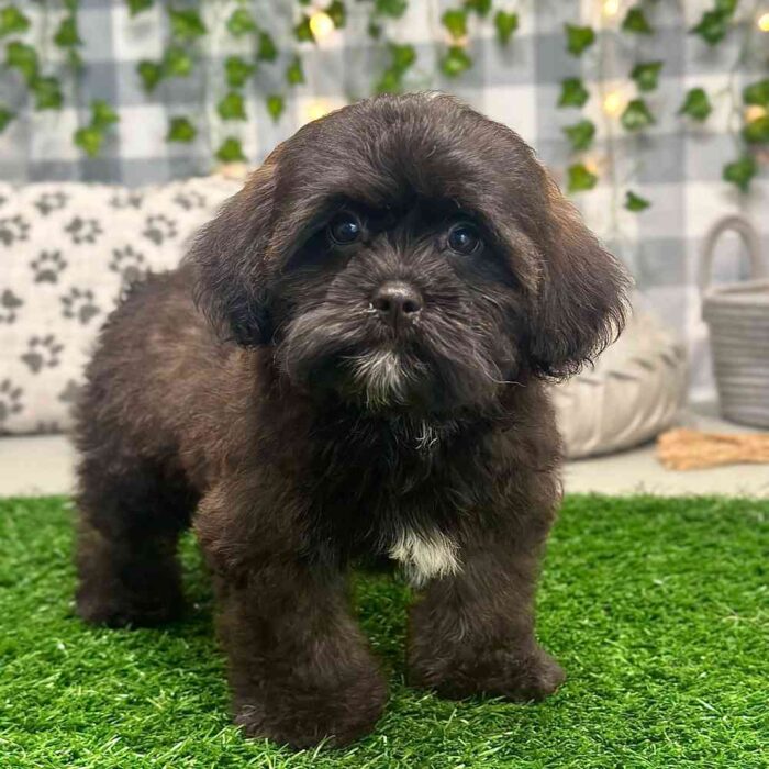 Trisha - Playful Shih-Poo Puppy for Sale in Georgia