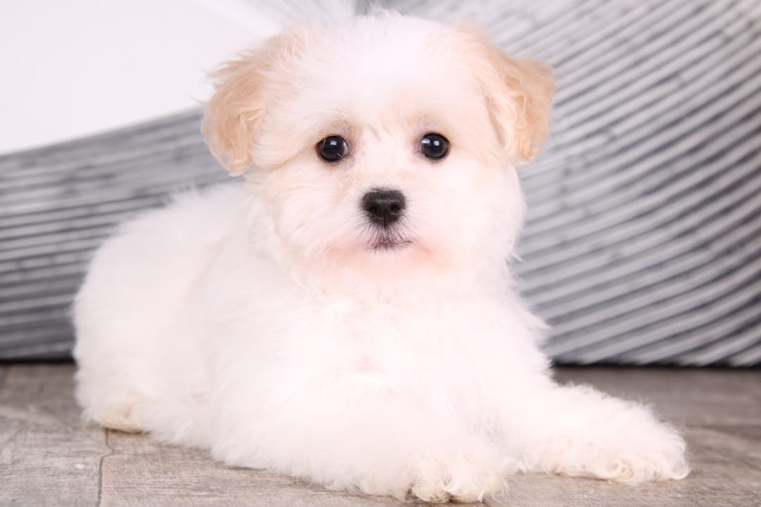 Trixie - Adorable White AKC Female Havanese Puppy