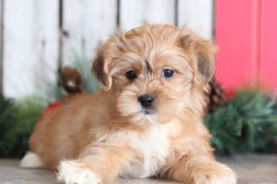shorkie