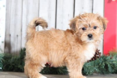 shorkie trooper